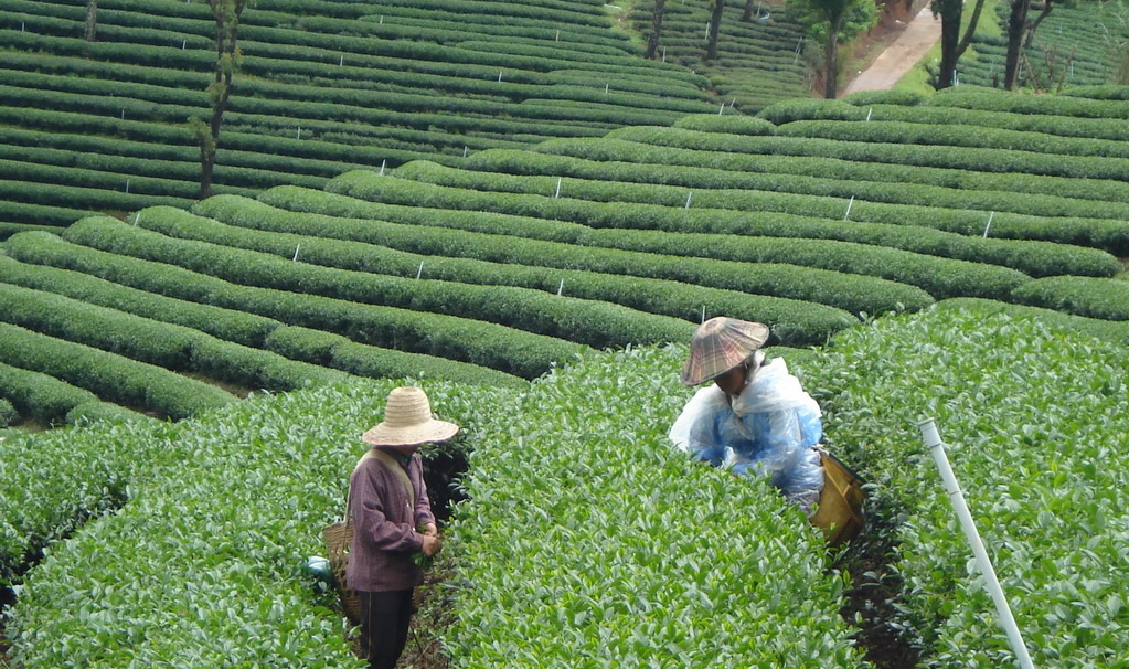 tea plantation